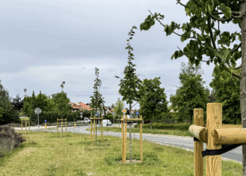 Poznań staje się coraz bardziej zielony