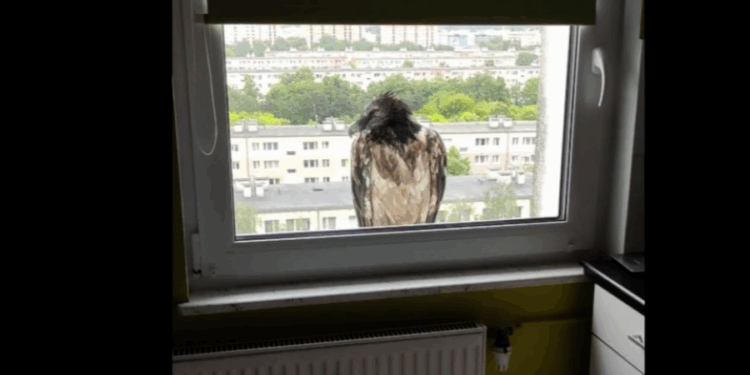Tragiczny koniec orłosępa, który zawitał na parapet jednego z poznańskich bloków