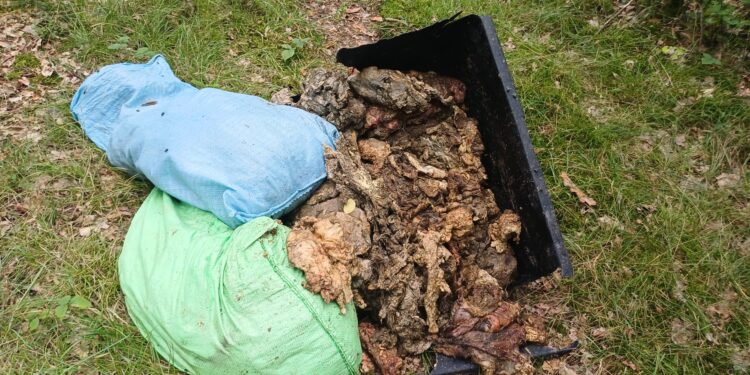 Sterta mięsa wyrzucona do lasu