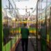 MPK Poznań planuje zakup nowych tramwajów