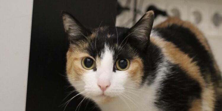 Wirus w schronisku w Poznaniu. Pilny apel kierownictwa