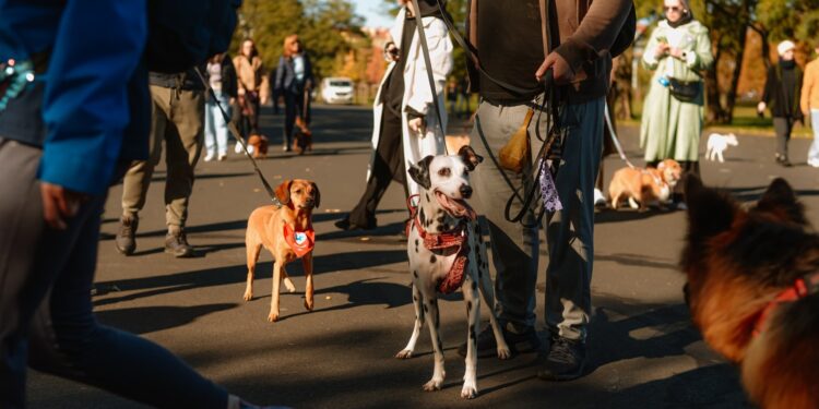 Marsz Kejterka w Poznaniu, tłum psów przejdzie przez miasto