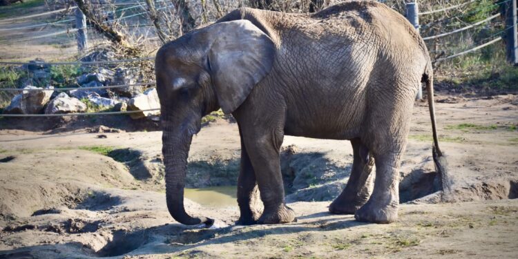 Śmierć słonicy Kingi. Smutna strata dla miłośników zwierząt