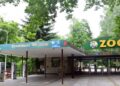 Tragiczne wieści z poznańskiego zoo! Nie żyje nowo narodzona żyrafa – kolejny cios dla ogrodu