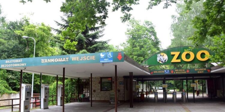 Tragiczne wieści z poznańskiego zoo! Nie żyje nowo narodzona żyrafa – kolejny cios dla ogrodu