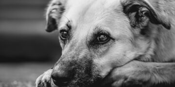 Seria brutalnych ataków na psy w Rokietnicy pod Poznaniem. Mieszkańcy są przerażeni