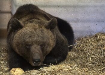 Nowa mieszkanka w poznańskim zoo