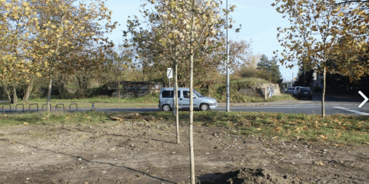 Zielona rewolucja w Poznaniu! Zobacz, gdzie pojawią się nowe drzewa i krzewy