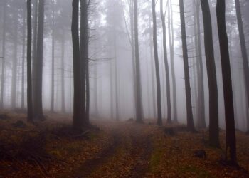 Gęste mgły nadciągają nad Wielkopolskę – IMGW ostrzega kierowców przed niebezpiecznymi warunkami