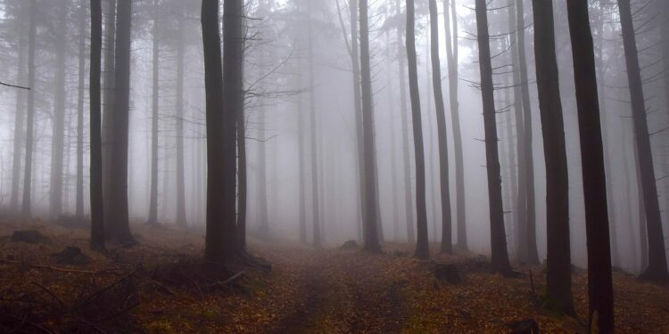 Gęste mgły nadciągają nad Wielkopolskę – IMGW ostrzega kierowców przed niebezpiecznymi warunkami