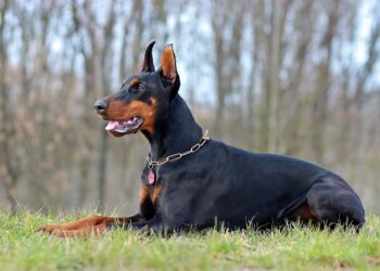 Seria ataków agresywnego dobermana w Poznaniu. Mieszkańcy alarmują w mediach społecznościowych