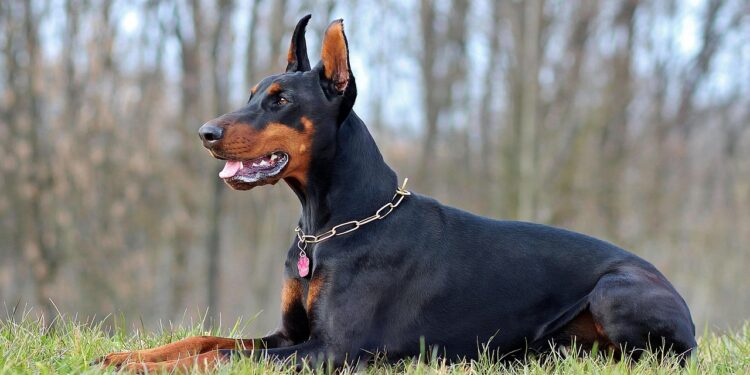 Seria ataków agresywnego dobermana w Poznaniu. Mieszkańcy alarmują w mediach społecznościowych