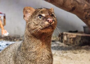 Jest nowa mieszkanka poznańskiego zoo