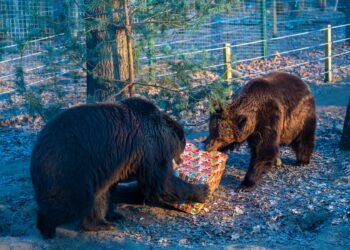 Magiczne święta wśród zwierząt. Poznaj szczegóły „Gwiazdki z niedźwiedziami” w Nowym Zoo
