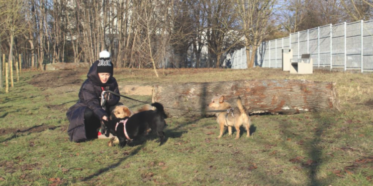 Nowy wybieg dla psów w Poznaniu już otwarty. Sprawdź, gdzie mogą biegać czworonogi