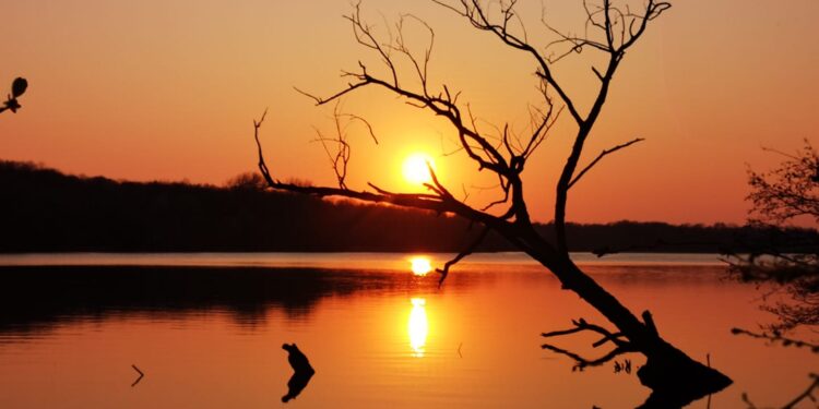 Szok nad Rusałką. Najczęściej fotografowane drzewo w Poznaniu zniknęło z krajobrazu