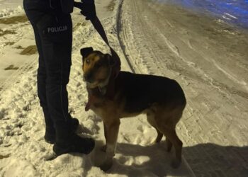Czworonożny uczestnik ruchu drogowego. Wieczorna akcja policji zapobiegła tragedii