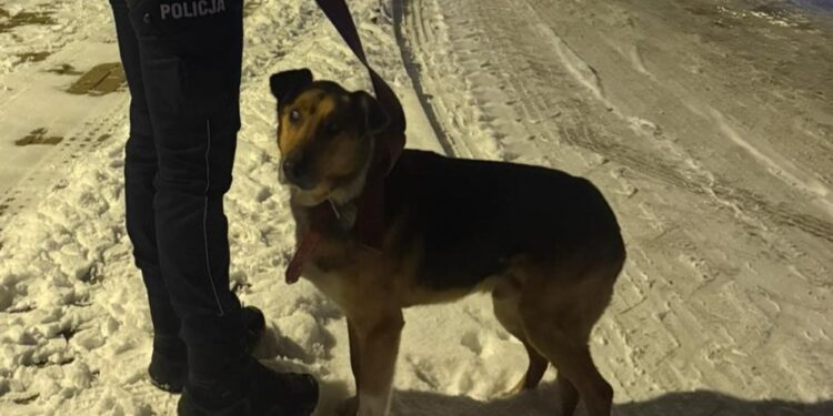 Czworonożny uczestnik ruchu drogowego. Wieczorna akcja policji zapobiegła tragedii