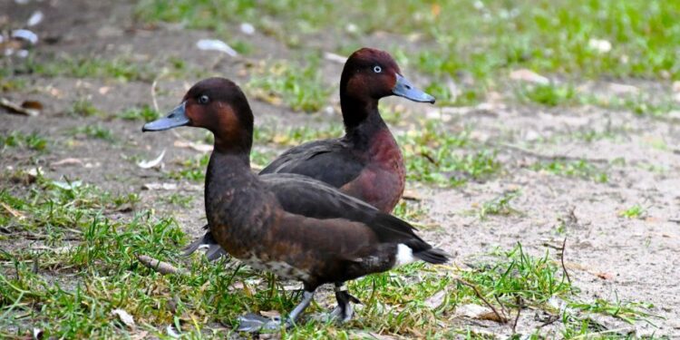 Nowi mieszkańcy Nowego Zoo