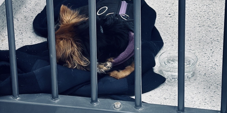 Uciekała w mrozie przez pół miasta. Dramat zagubionej Luny zakończył się przed komisariatem na Jeżycach