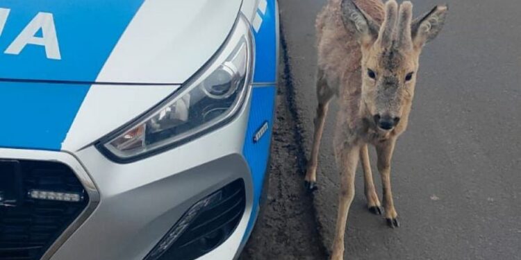 Nietypowa interwencja w regionie. Koziołek zatrzymał ruch i podszedł do radiowozu