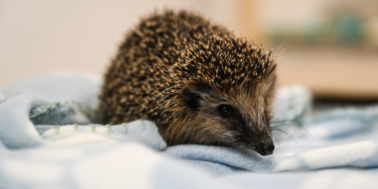Nowy adres, pierwsi pacjenci i pełne ręce pracy. Dziki SOR w Poznaniu już działa