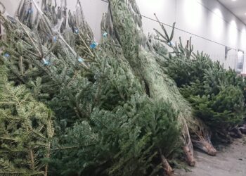 Po świętach zostaje problem? Sprawdź, co zrobić z choinką i uniknąć błędów