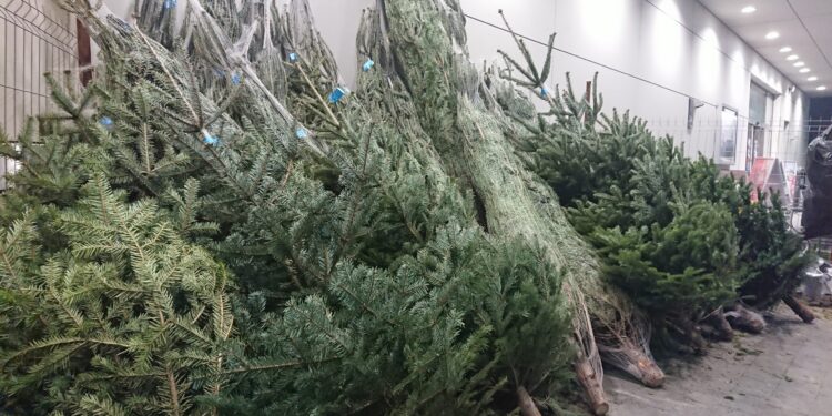 Po świętach zostaje problem? Sprawdź, co zrobić z choinką i uniknąć błędów