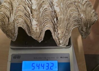 Kontrola na lotnisku w Poznaniu. Pamiątka z Egiptu może kosztować ją nawet 5 lat więzienia