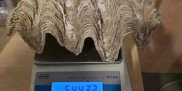 Kontrola na lotnisku w Poznaniu. Pamiątka z Egiptu może kosztować ją nawet 5 lat więzienia