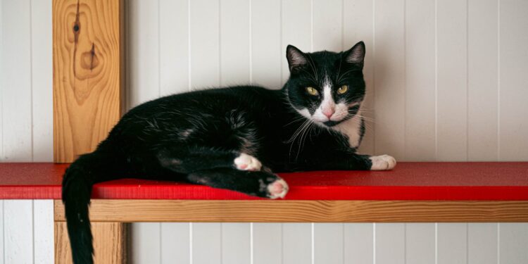 Poznań szykuje się na kocie święto. Schronisko, biblioteki i miejskie instytucje włączają się w obchody