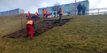 Nowa zieleń przy PST w Poznaniu. Krzewy zastąpią drzewa i zmienią wygląd popularnej trasy