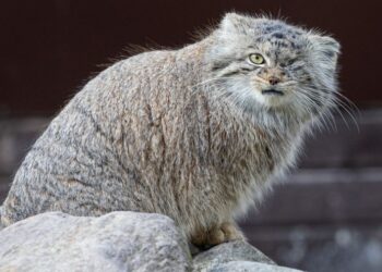 Pilny komunikat. Zaginęło zwierzę z zoo