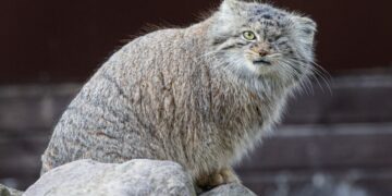 Pilny komunikat. Zaginęło zwierzę z zoo