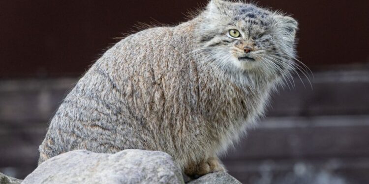 Pilny komunikat. Zaginęło zwierzę z zoo