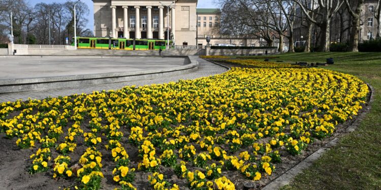 Poznań rozkwita na wiosnę. Tysiące kwiatów pojawiły się w centrum miasta