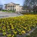 Poznań rozkwita na wiosnę. Tysiące kwiatów pojawiły się w centrum miasta