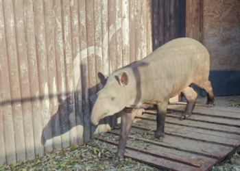 Do Nowego ZOO przyjechał wyjątkowy mieszkaniec z zagranicy