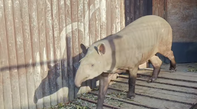 Do Nowego ZOO przyjechał wyjątkowy mieszkaniec z zagranicy