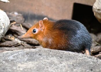 Poznańskie Zoo ma nowego mieszkańca. Niezwykłe narodziny w Nowym Zoo