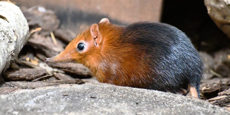 Poznańskie Zoo ma nowego mieszkańca. Niezwykłe narodziny w Nowym Zoo