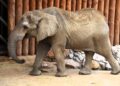 Nowe słonie w Poznaniu. Zoo przygotowuje się na wyjątkowy przyjazd z Niemiec