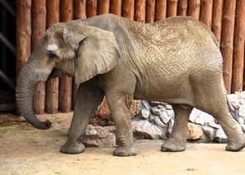 Nowe słonie w Poznaniu. Zoo przygotowuje się na wyjątkowy przyjazd z Niemiec