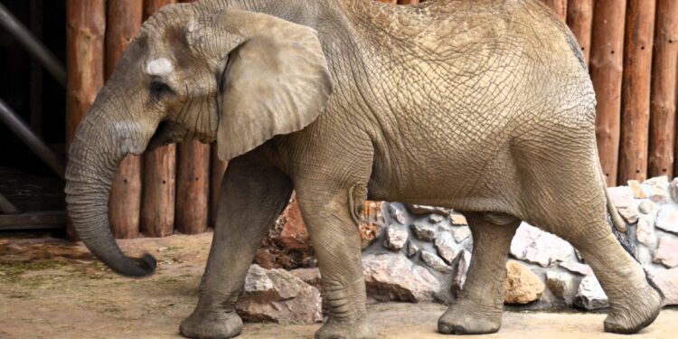 Nowe słonie w Poznaniu. Zoo przygotowuje się na wyjątkowy przyjazd z Niemiec