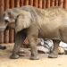 Nowe słonie w Poznaniu. Zoo przygotowuje się na wyjątkowy przyjazd z Niemiec