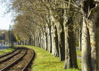 Prace pielęgnacyjne w alei drzew. W weekend zmieniona trasa tego tramwaju
