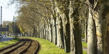 Prace pielęgnacyjne w alei drzew. W weekend zmieniona trasa tego tramwaju