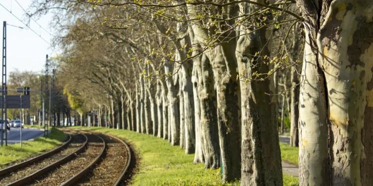 Prace pielęgnacyjne w alei drzew. W weekend zmieniona trasa tego tramwaju