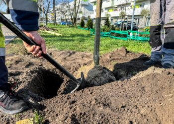 Poznań zazieleni się na nowo. Dziesiątki drzew pojawią się na Świerczewie, Wildzie i Dębcu