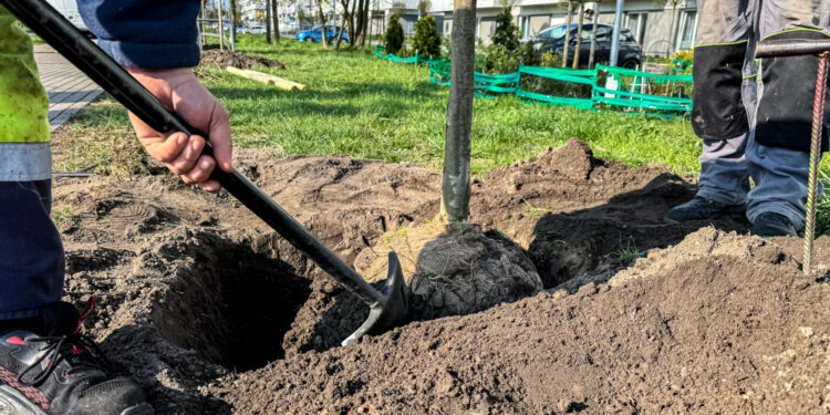 Poznań zazieleni się na nowo. Dziesiątki drzew pojawią się na Świerczewie, Wildzie i Dębcu